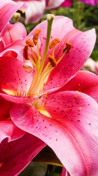 Lilia w kolorze różowym