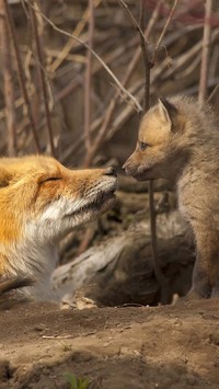 Lisica z młodym