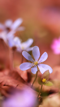 Małe kwiatuszki przylaszczki