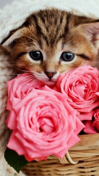 Mały kotek i róże w koszyku