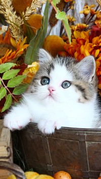 Mały kotek wśród kwiatów