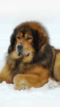 Mastif tybetański w śniegu