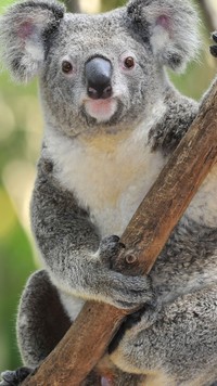 Miś koala na drzewie