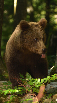 Młody niedźwiedź brunatny