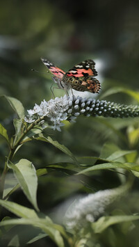 Motyl na kwiatku budlei