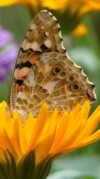 Motyl na kwiatku mniszka