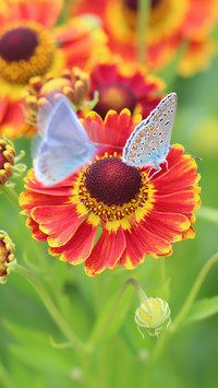Motylki na dzielżanie ogrodowym