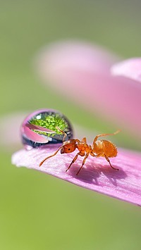 Mrówka na płatku z kroplą rosy