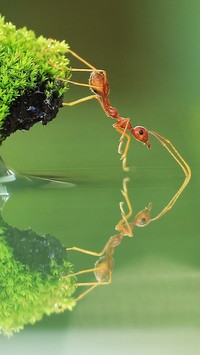 Mrówka odbita w wodzie