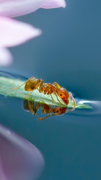 Mrówka w makro nad wodą