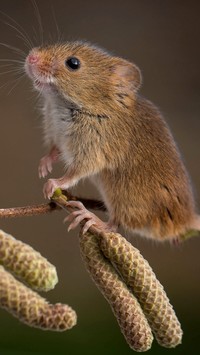Myszka na gałązce olchy