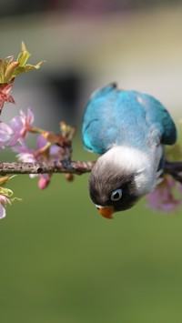 Niebieska papużka czarnogłowa na gałązce