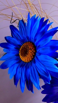 Niebieski duży kwiat