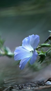 Niebieski kwiatek lnu