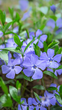 Niebieskie kwiatki barwinka