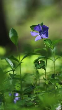 Niebieskie kwiaty barwinka