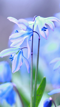 Niebieskie kwiaty cebulicy syberyjskiej