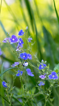 Niebieskie kwiaty przetacznika