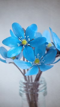 Niebieskie kwiaty w wazonie