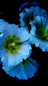 Niebieskie kwiaty z żółtymi pręcikami