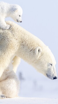 Niedźwiadek polarny na grzbiecie matki