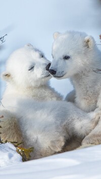 Niedźwiadki polarne w śniegu