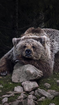 Niedźwiedź brunatny leżący na kamieniu