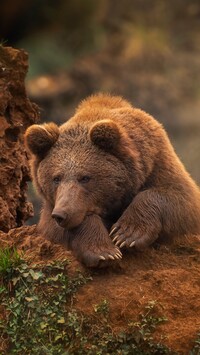 Niedźwiedź brunatny na skale