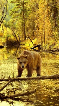 Niedźwiedź brunatny nad leśną rzeką
