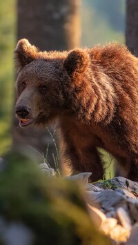 Niedźwiedź brunatny w lesie