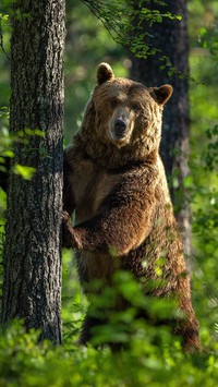 Niedźwiedź stojący przy drzewie