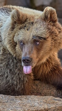 Niedźwiedź z wystawionym językiem