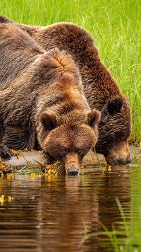 Niedźwiedzie brunatne przy rzece