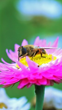 Nieśmiertelnik z pszczołą