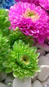 Niezwykłe kolory kwiatów