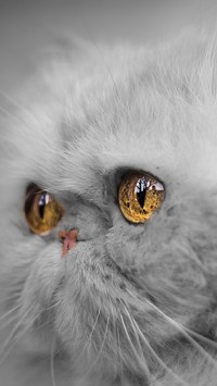 Oczy perskiego kota
