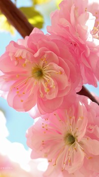 Okazały krzew różowego migdałowca