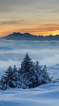 Ośnieżone drzewa i gęsta mgła nad górami