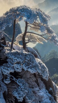Oszronione sosny w górach Huang Shan