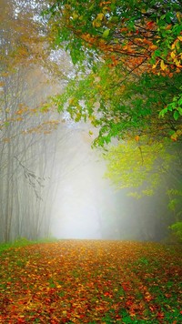 Otulony mgłą jesienny las