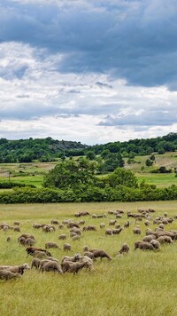 Owce na łące w Prowansji