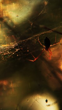 Pająk w pajęczej sieci