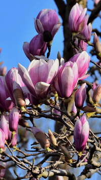 Pąki magnolii na gałązkach