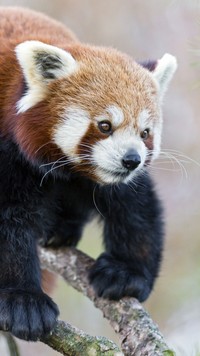 Panda czerwona na gałęzi