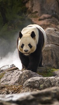 Panda wielka na skałach