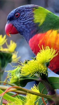Papuga na gałązce z żółtymi kwiatami