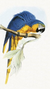 Papuga podciągająca się na drążku