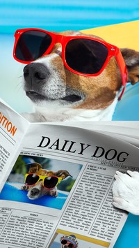 Pies czytający gazetę na plaży