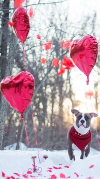 Pies i baloniki w kształcie serc w lesie