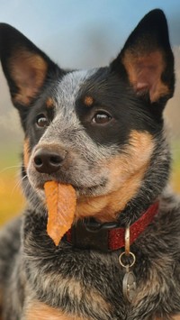 Pies z jesiennym liściem